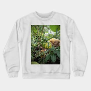 Green pumpkin in the garden Crewneck Sweatshirt